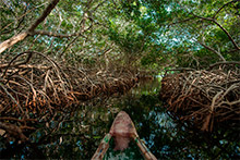 Navegación por manglares, paseo en canoa
