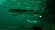 Tiburones en Sydney Sea Life Aquarium